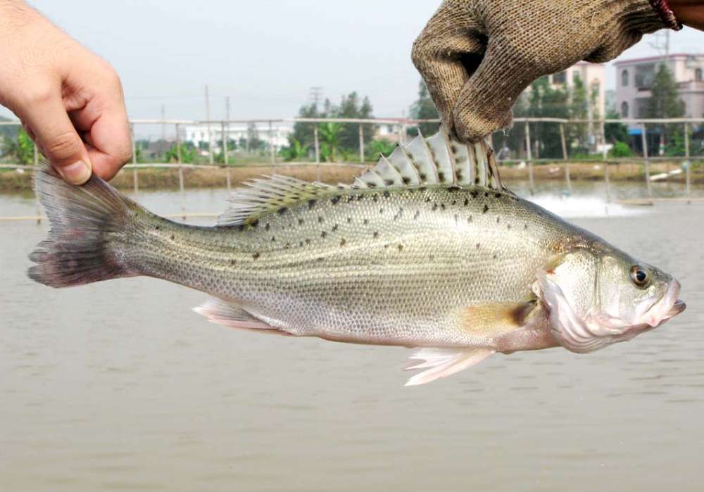 鱸魚6