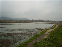 龍蝦養殖3