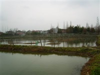 龍蝦養殖7