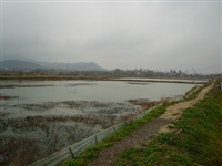 龍蝦養殖8