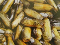 納克微生物產品在貝類養殖各階段的應用